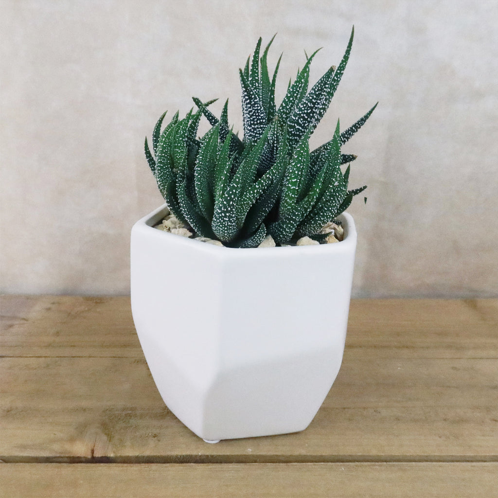Gift Geometric Matte Pot w/ Cactus or Succulent