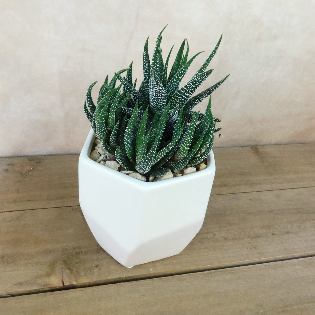 Gift Geometric Matte Pot w/ Cactus or Succulent