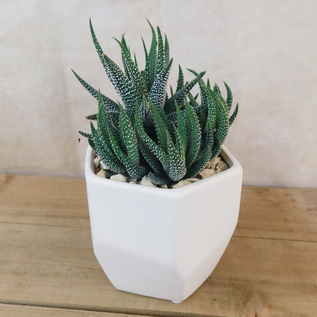 Gift Geometric Matte Pot w/ Cactus or Succulent