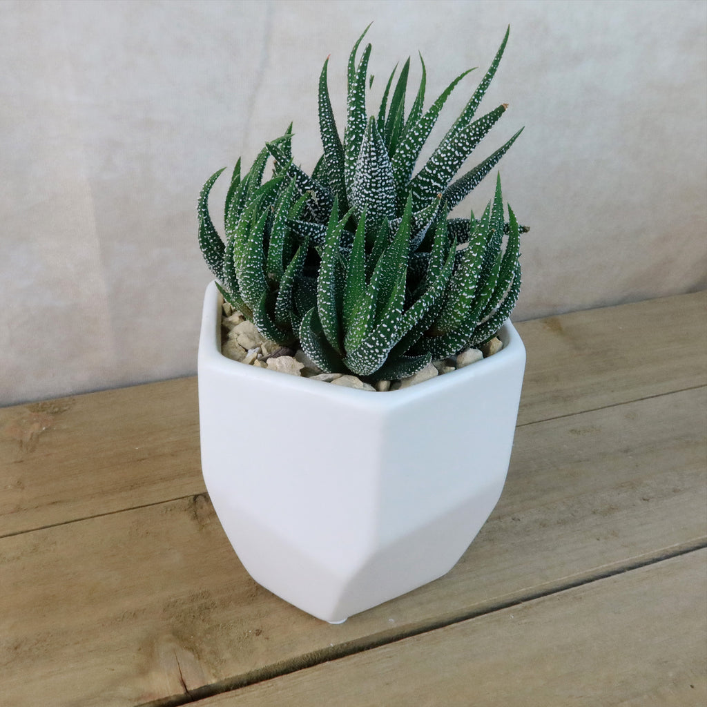 Gift Geometric Matte Pot w/ Cactus or Succulent