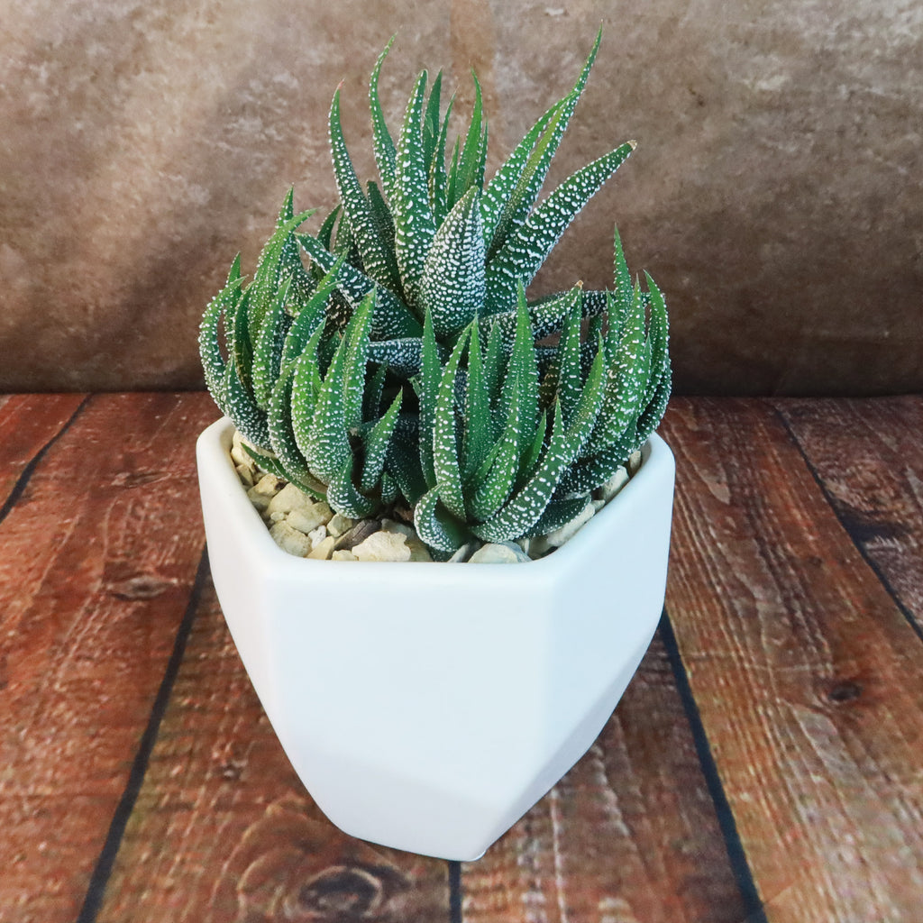Gift Geometric Matte Pot w/ Cactus or Succulent