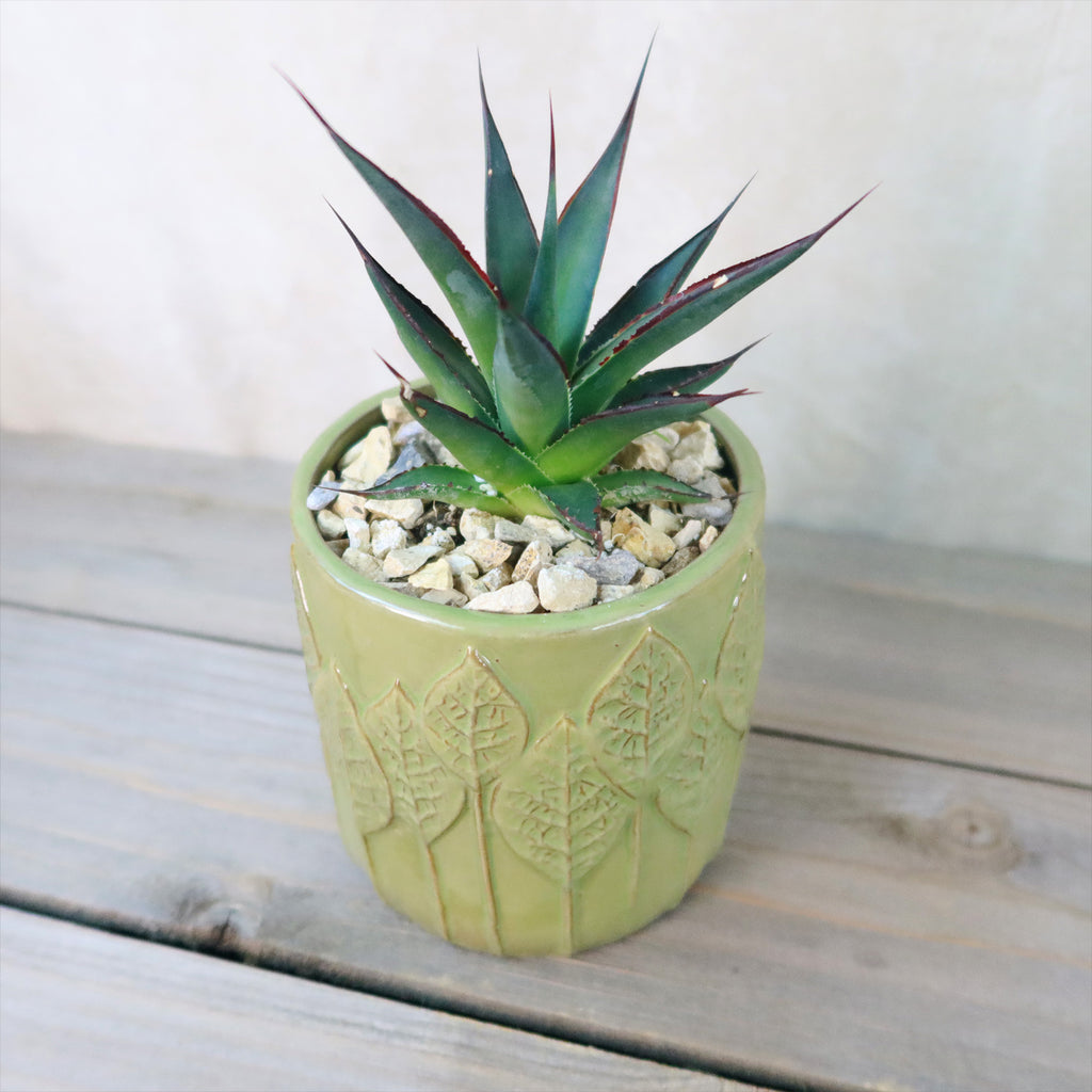 Gift Green Cylindrical Vase w/ Cactus or Succulent