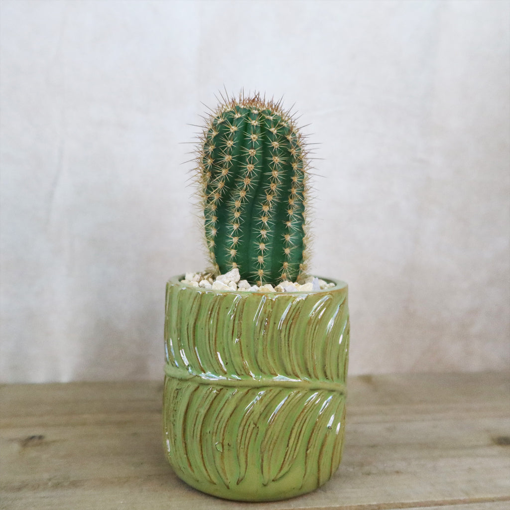 Gift Green Cylindrical Vase w/ Cactus or Succulent