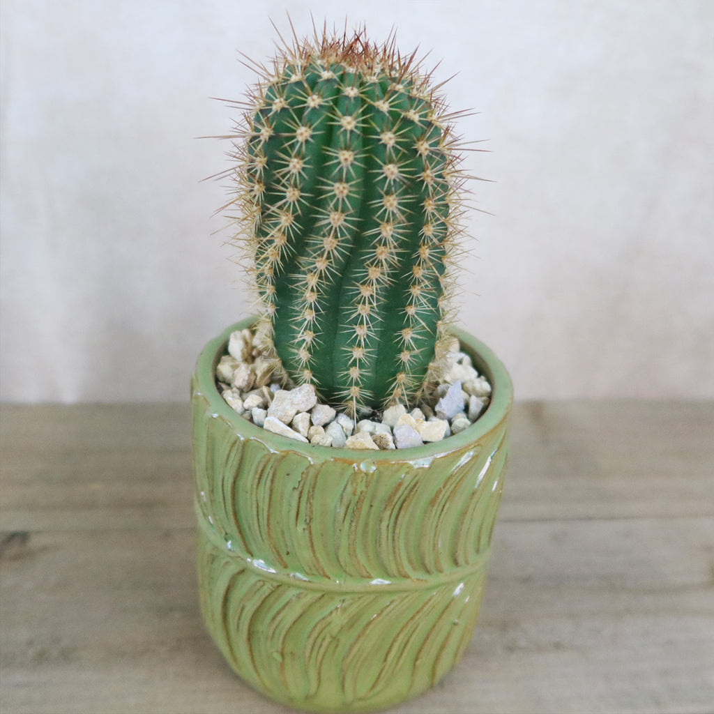 Gift Green Cylindrical Vase w/ Cactus or Succulent