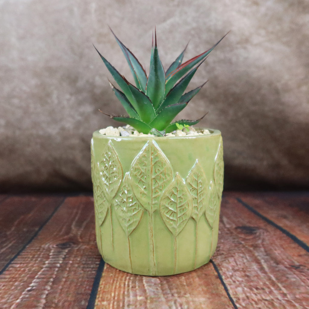 Gift Green Cylindrical Vase w/ Cactus or Succulent