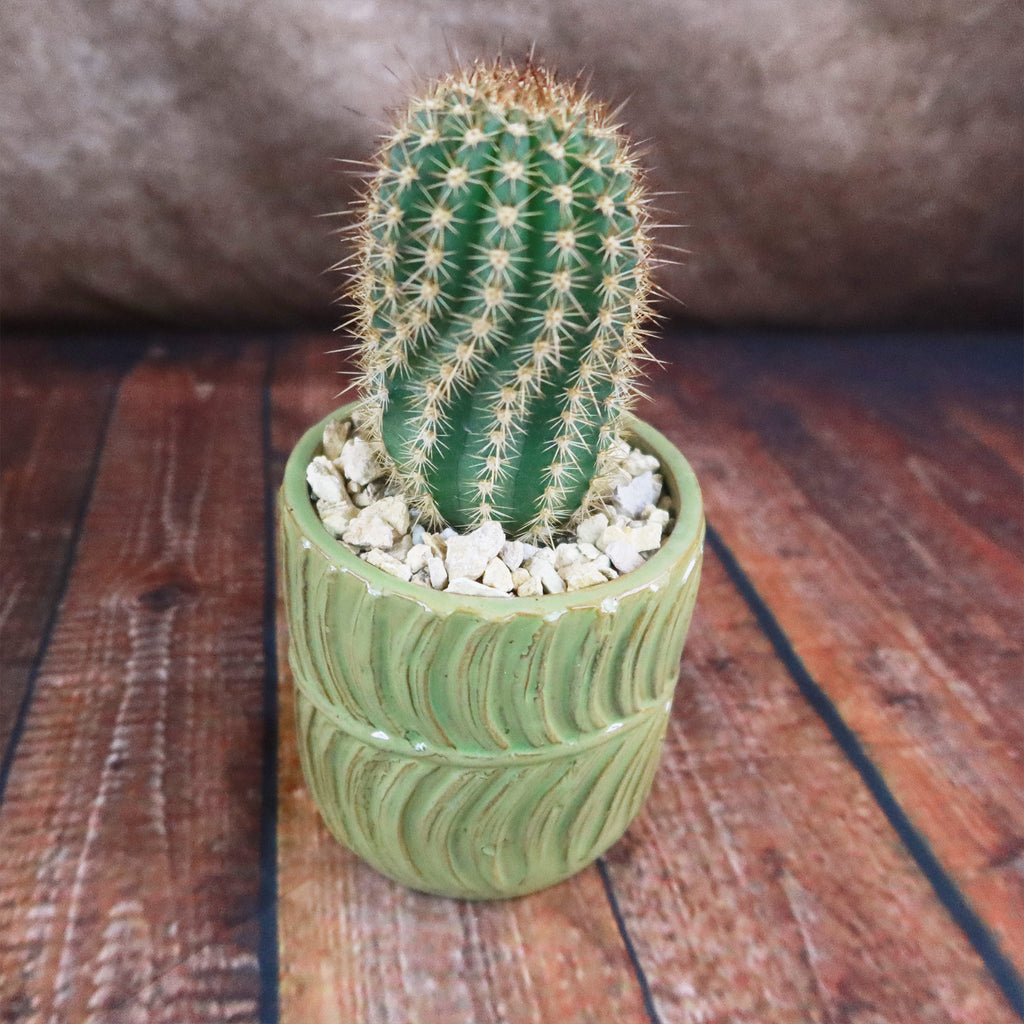 Gift Green Cylindrical Vase w/ Cactus or Succulent