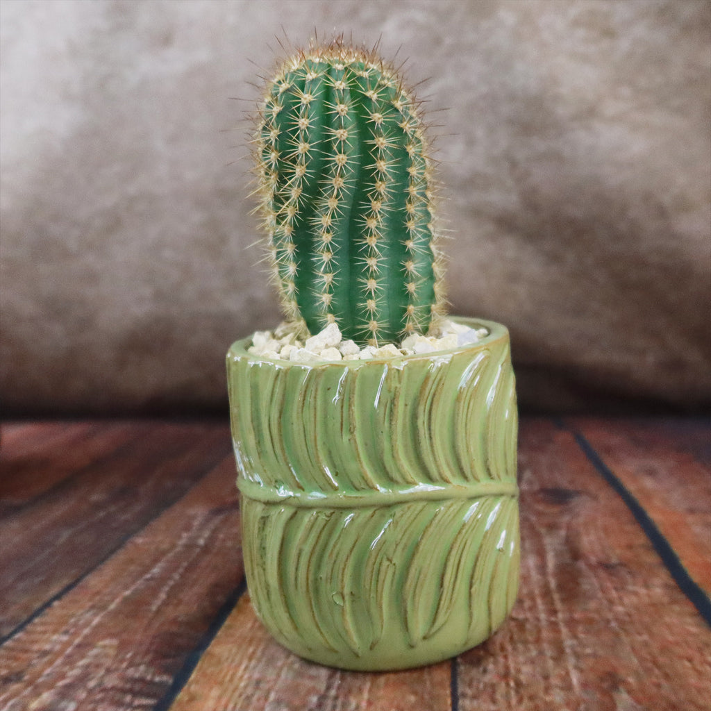 Gift Green Cylindrical Vase w/ Cactus or Succulent