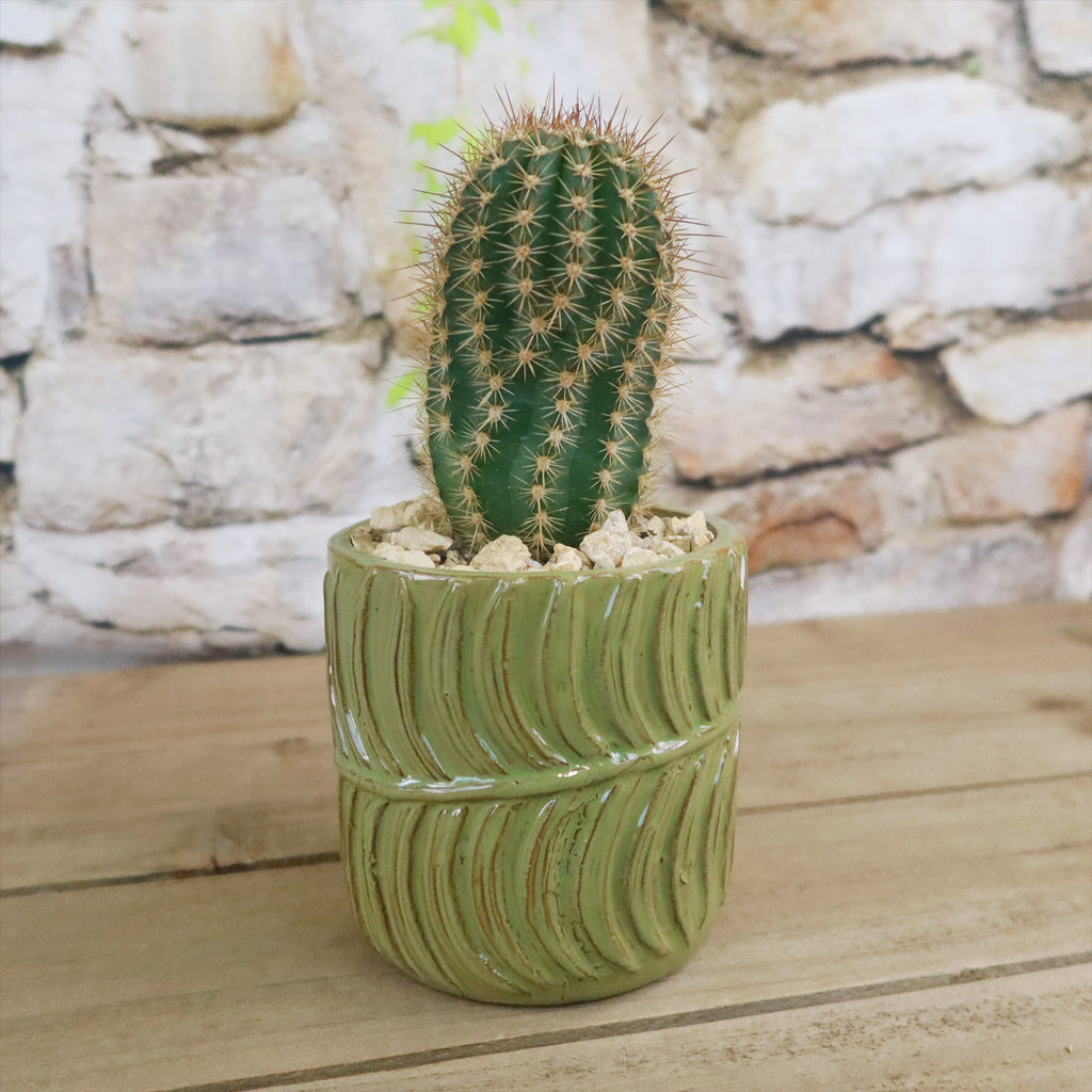 Gift Green Cylindrical Vase w/ Cactus or Succulent