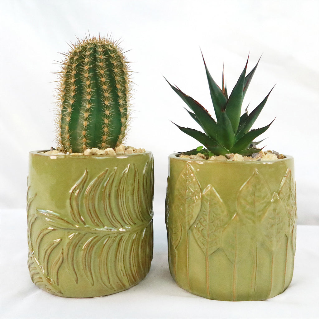 Gift Green Cylindrical Vase w/ Cactus or Succulent