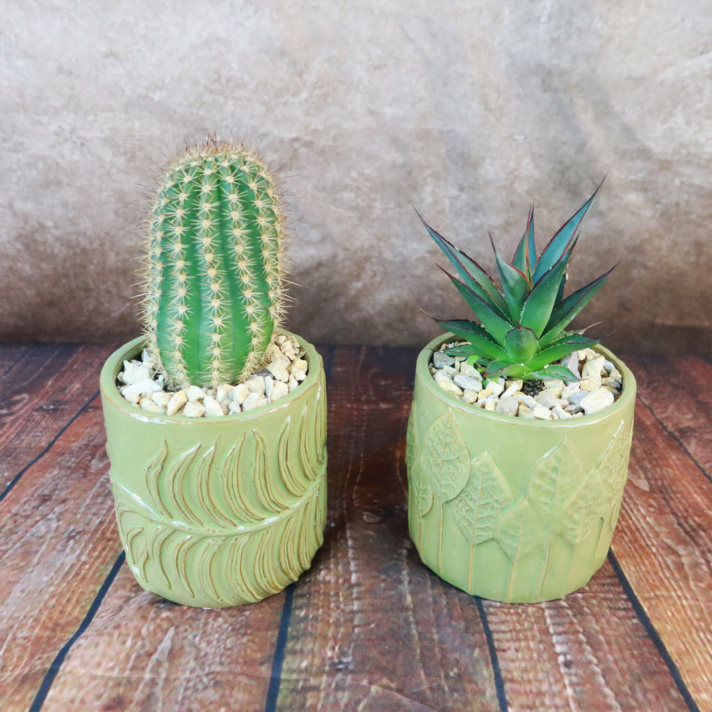 Gift Green Cylindrical Vase w/ Cactus or Succulent