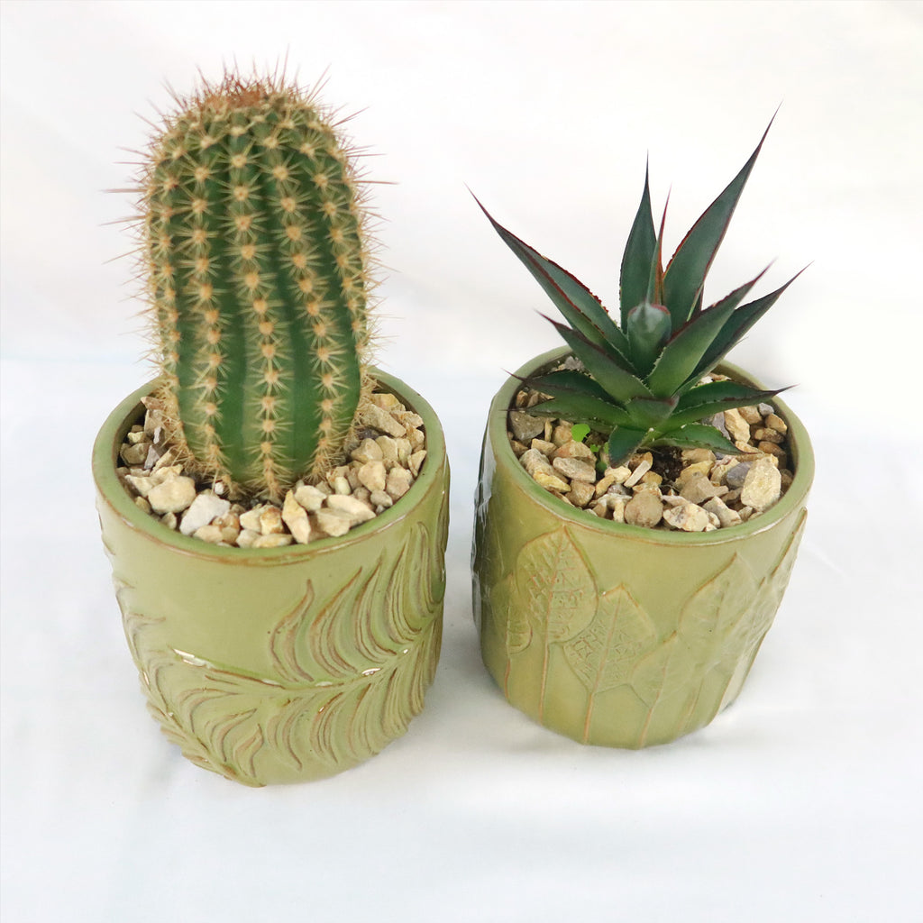 Gift Green Cylindrical Vase w/ Cactus or Succulent