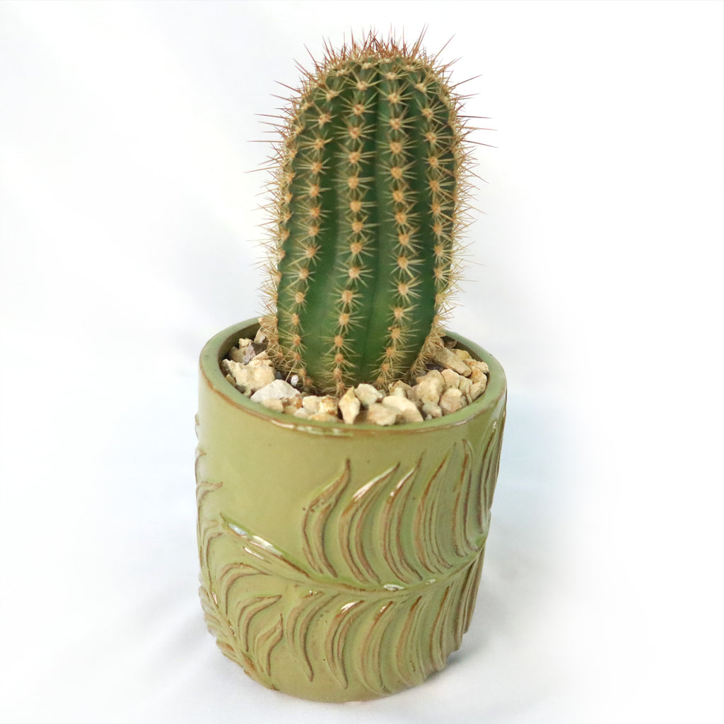 Gift Green Cylindrical Vase w/ Cactus or Succulent