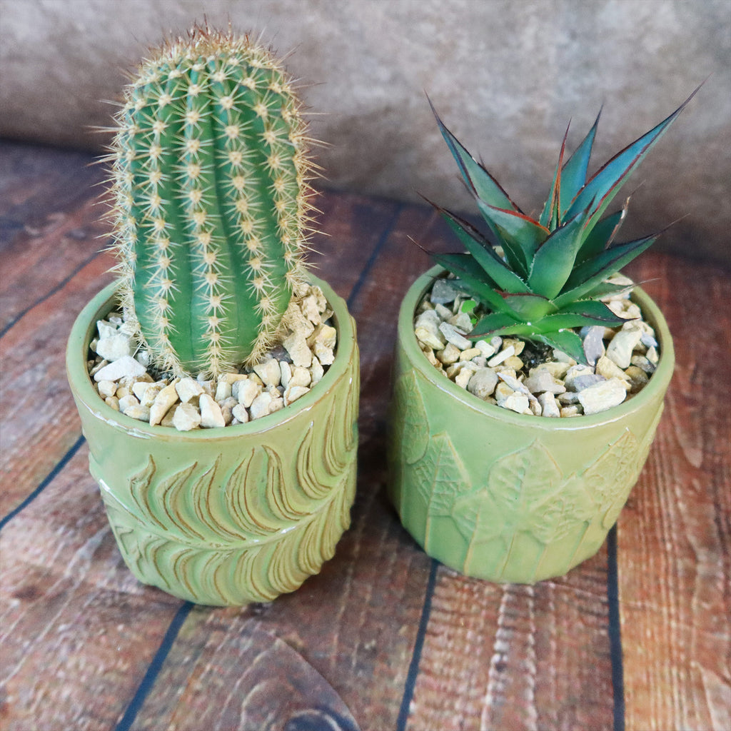 Gift Green Cylindrical Vase w/ Cactus or Succulent