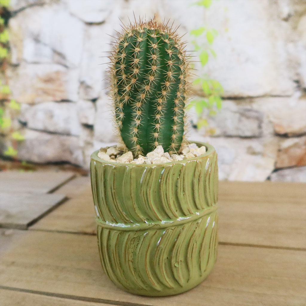 Gift Green Cylindrical Vase w/ Cactus or Succulent