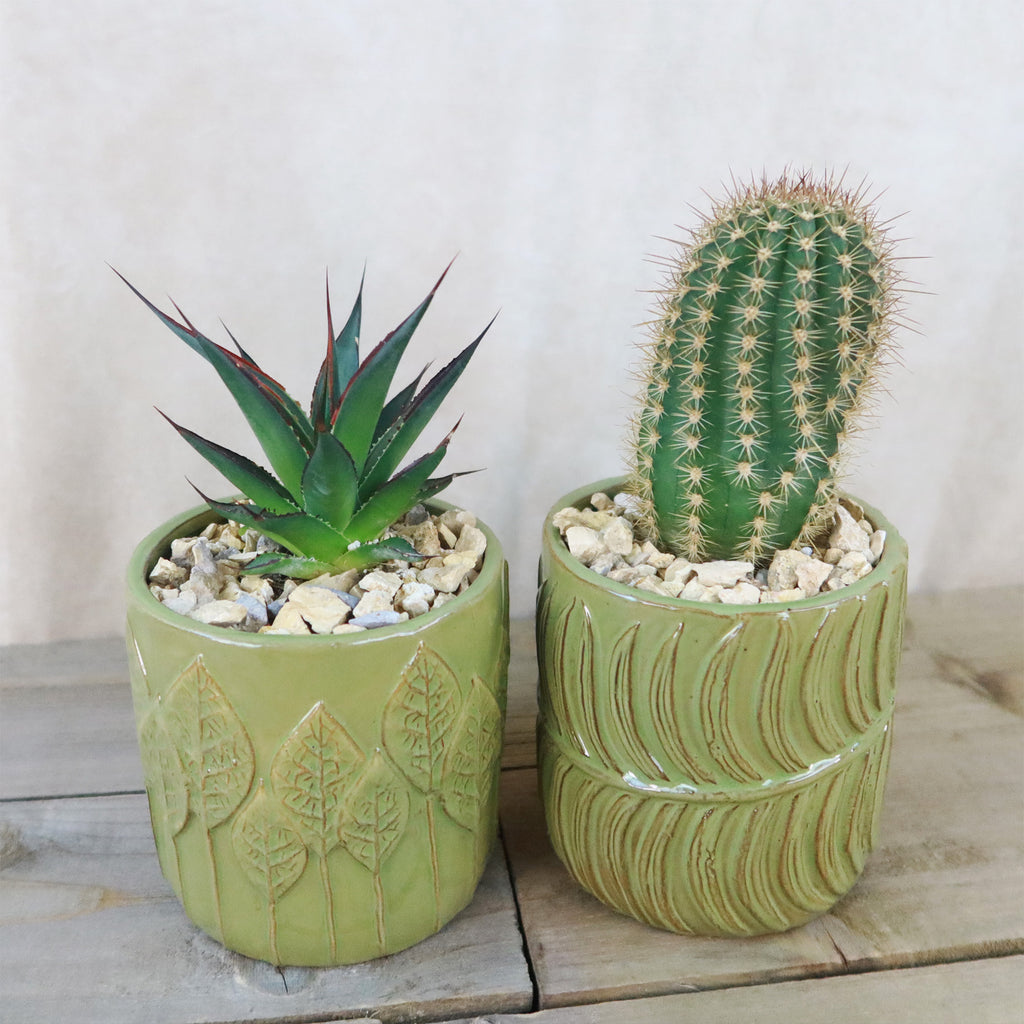 Gift Green Cylindrical Vase w/ Cactus or Succulent