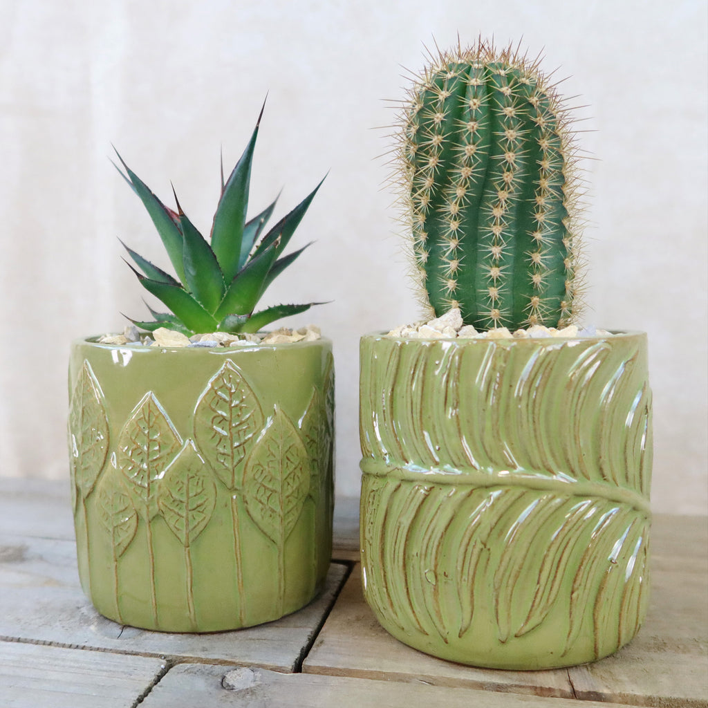 Gift Green Cylindrical Vase w/ Cactus or Succulent
