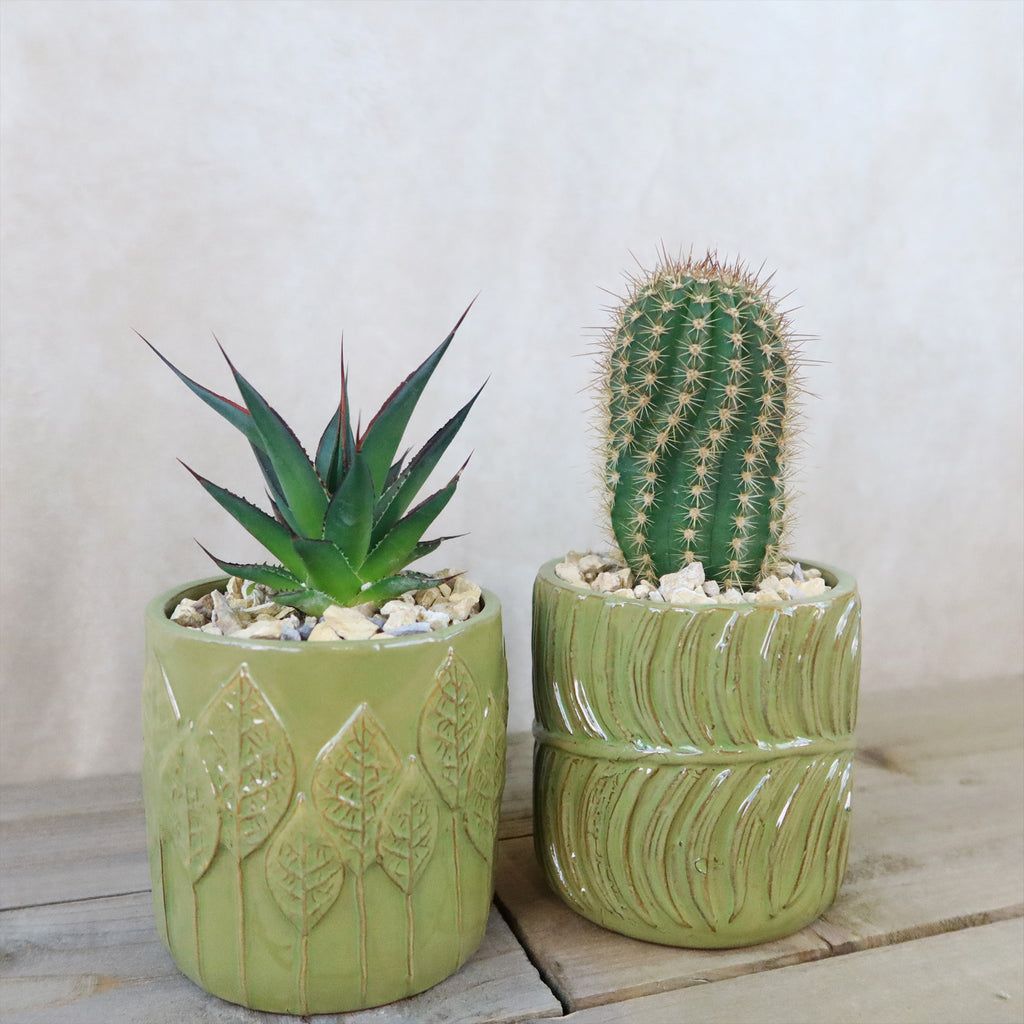 Gift Green Cylindrical Vase w/ Cactus or Succulent