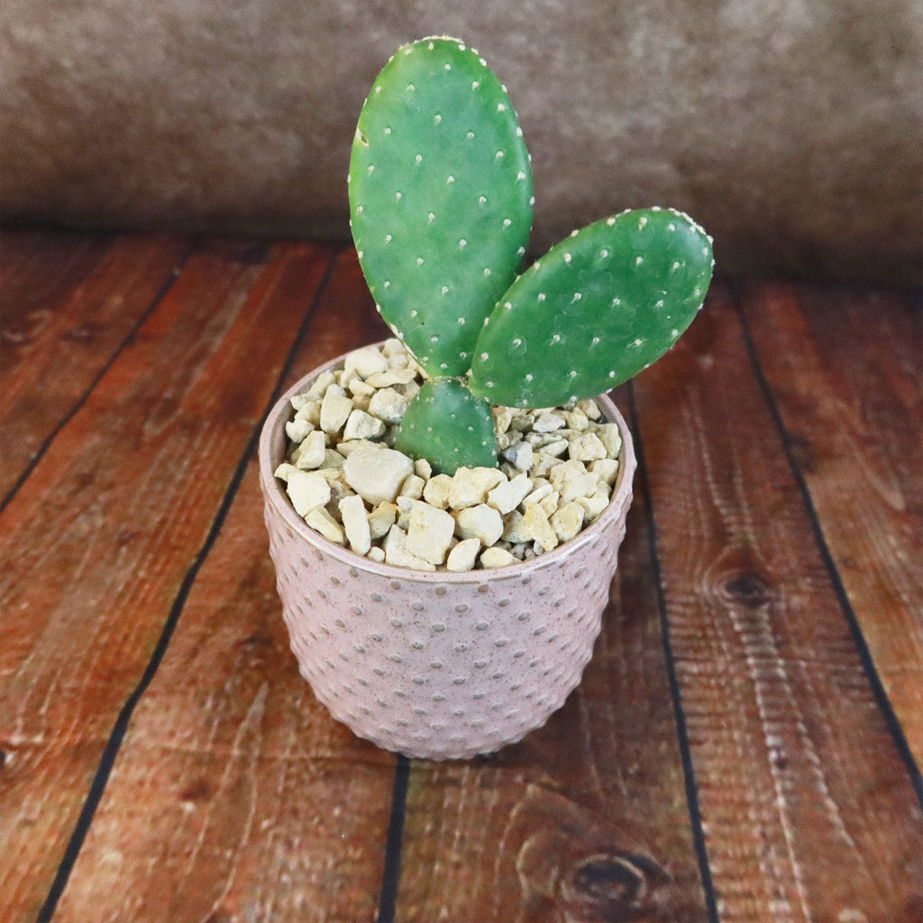 Gift Pink Ceramic Pot w/ Cactus or Succulent