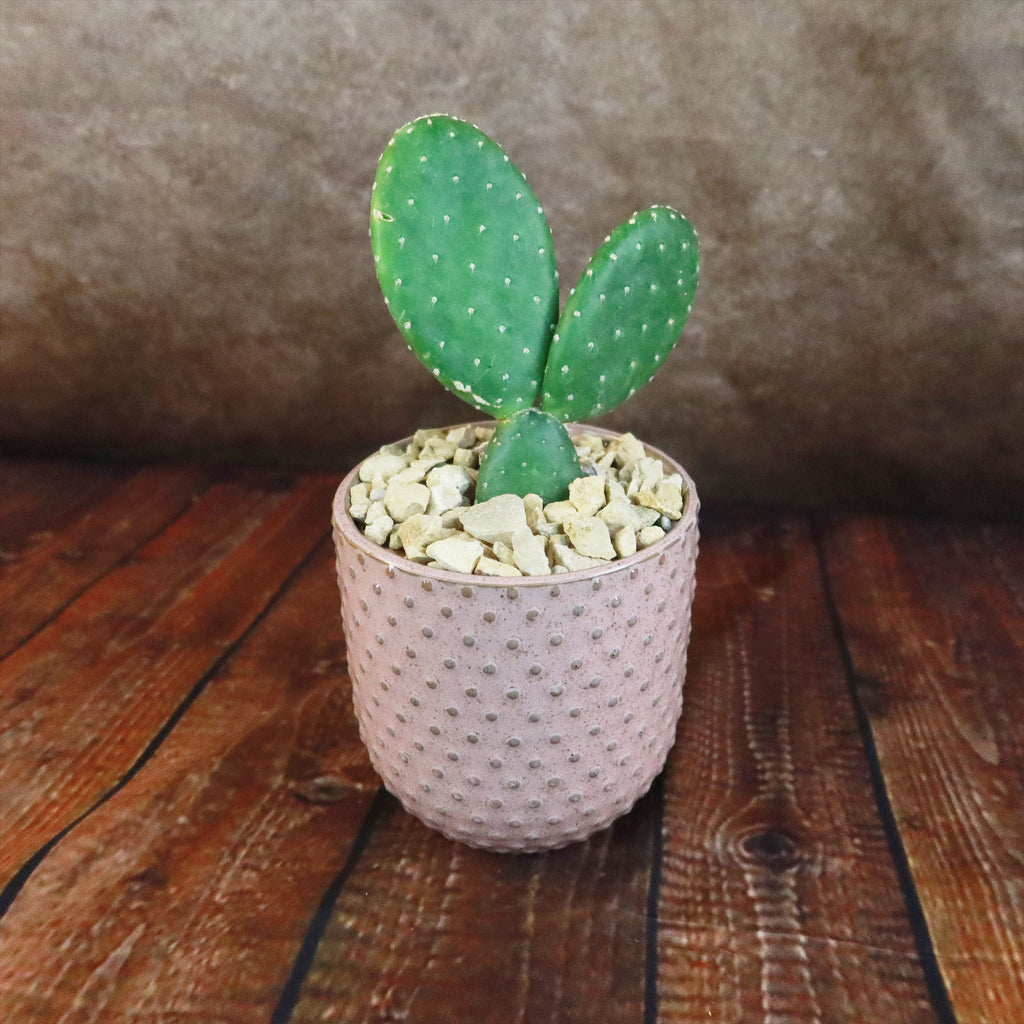 Gift Pink Ceramic Pot w/ Cactus or Succulent