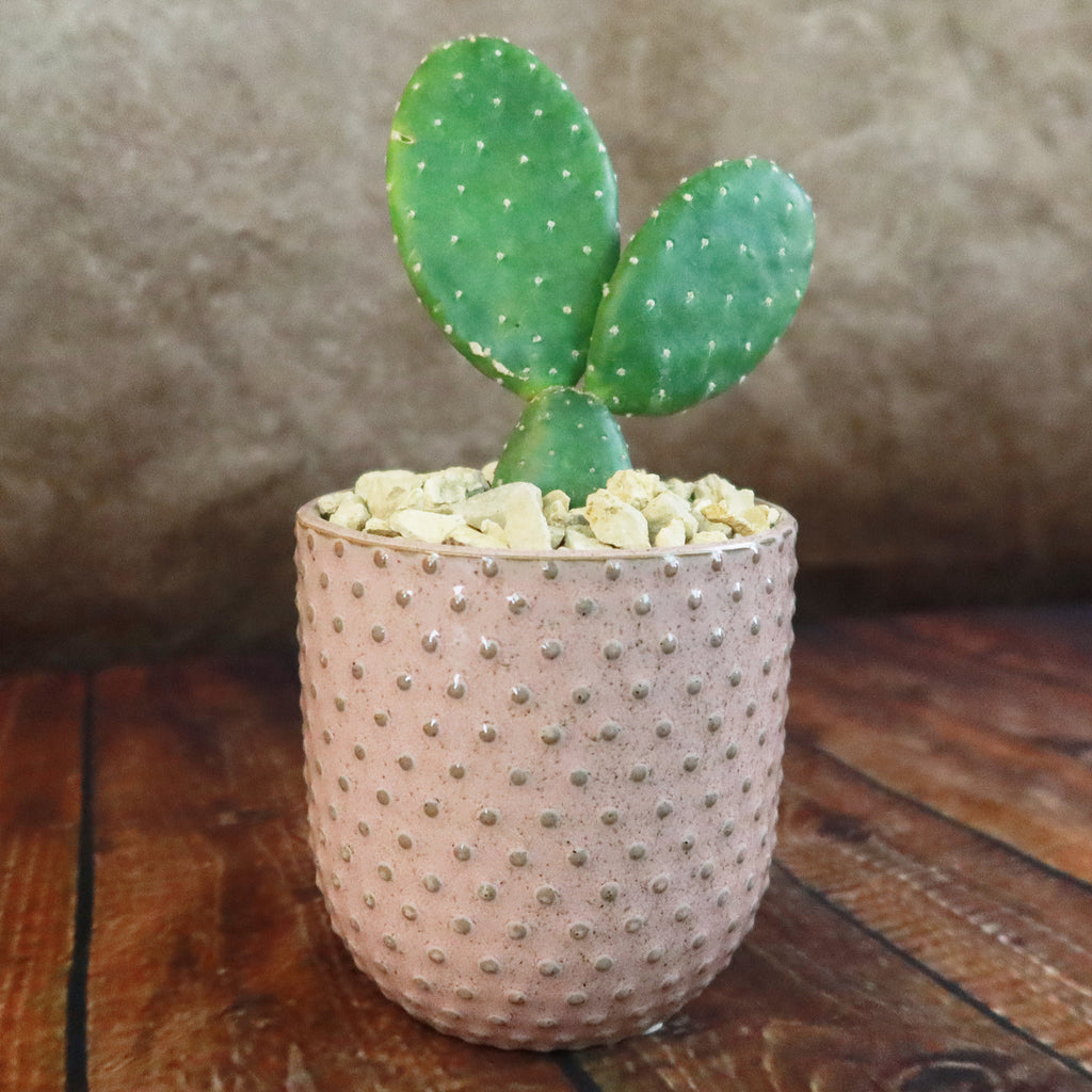 Gift Pink Ceramic Pot w/ Cactus or Succulent