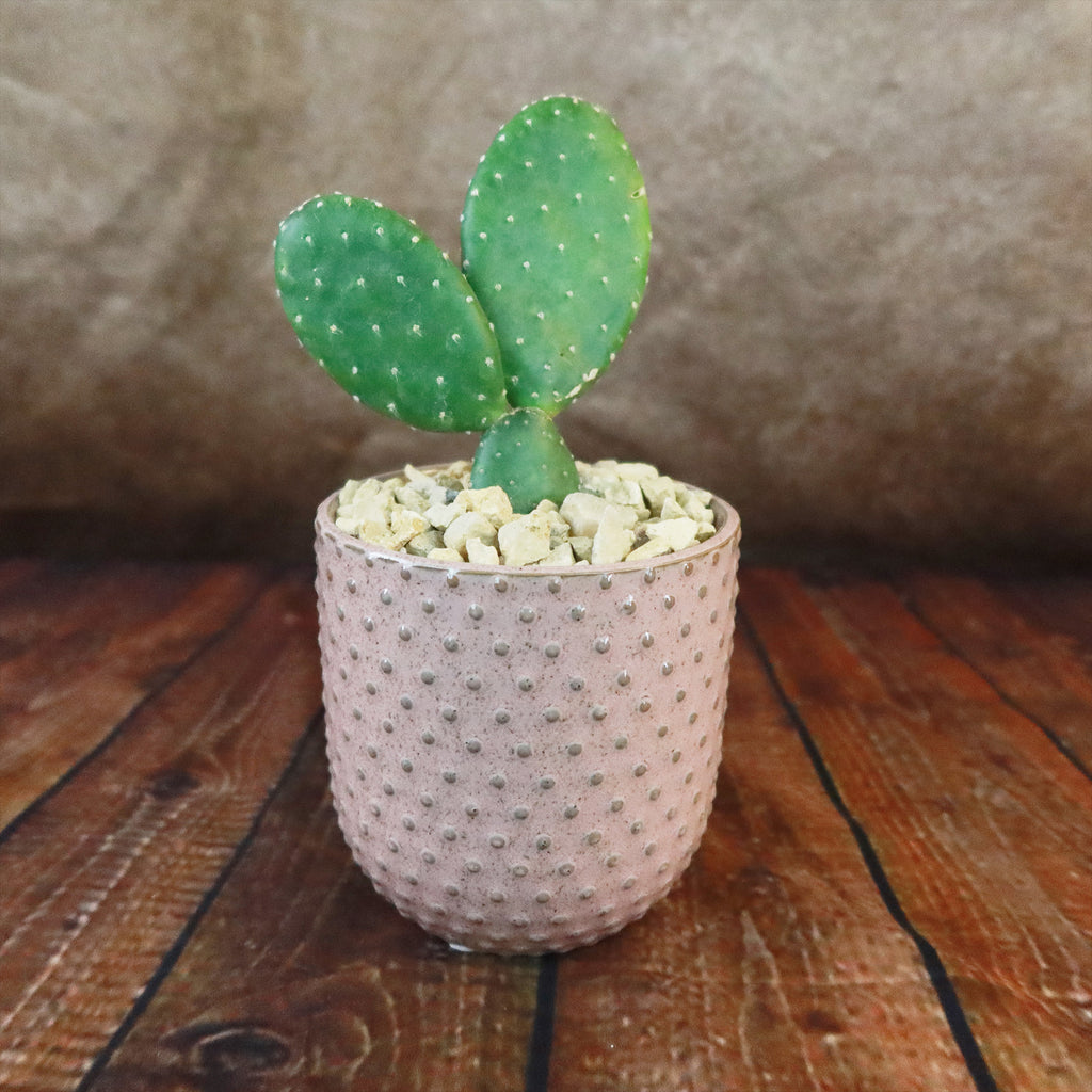 Gift Pink Ceramic Pot w/ Cactus or Succulent