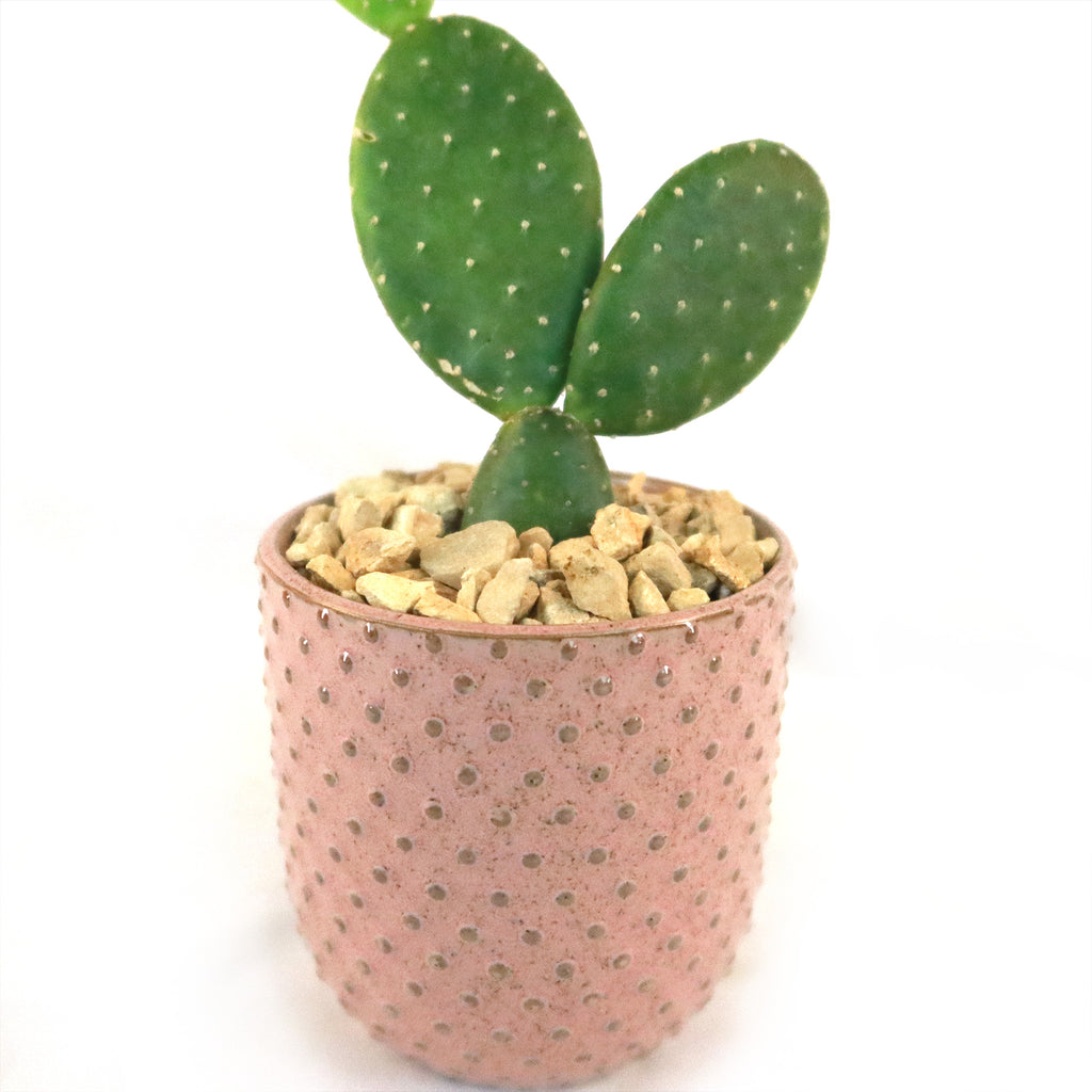Gift Pink Ceramic Pot w/ Cactus or Succulent
