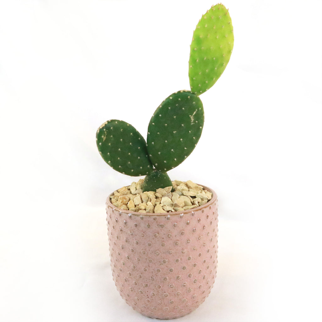 Gift Pink Ceramic Pot w/ Cactus or Succulent