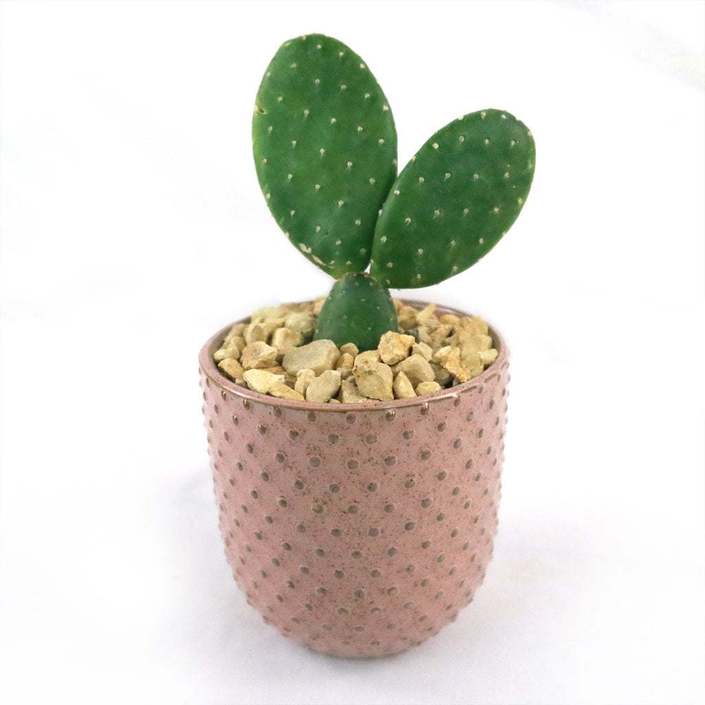 Gift Pink Ceramic Pot w/ Cactus or Succulent
