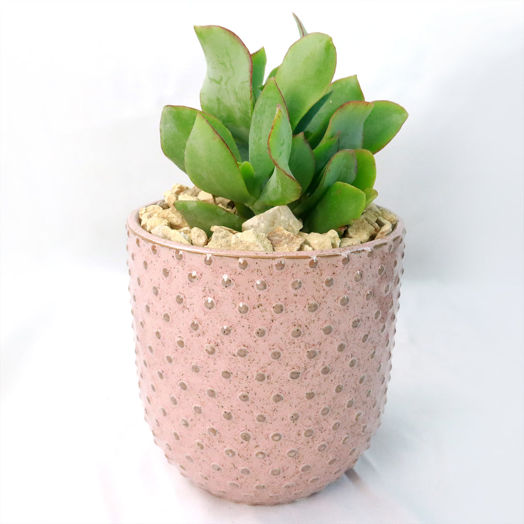 Gift Pink Ceramic Pot w/ Cactus or Succulent