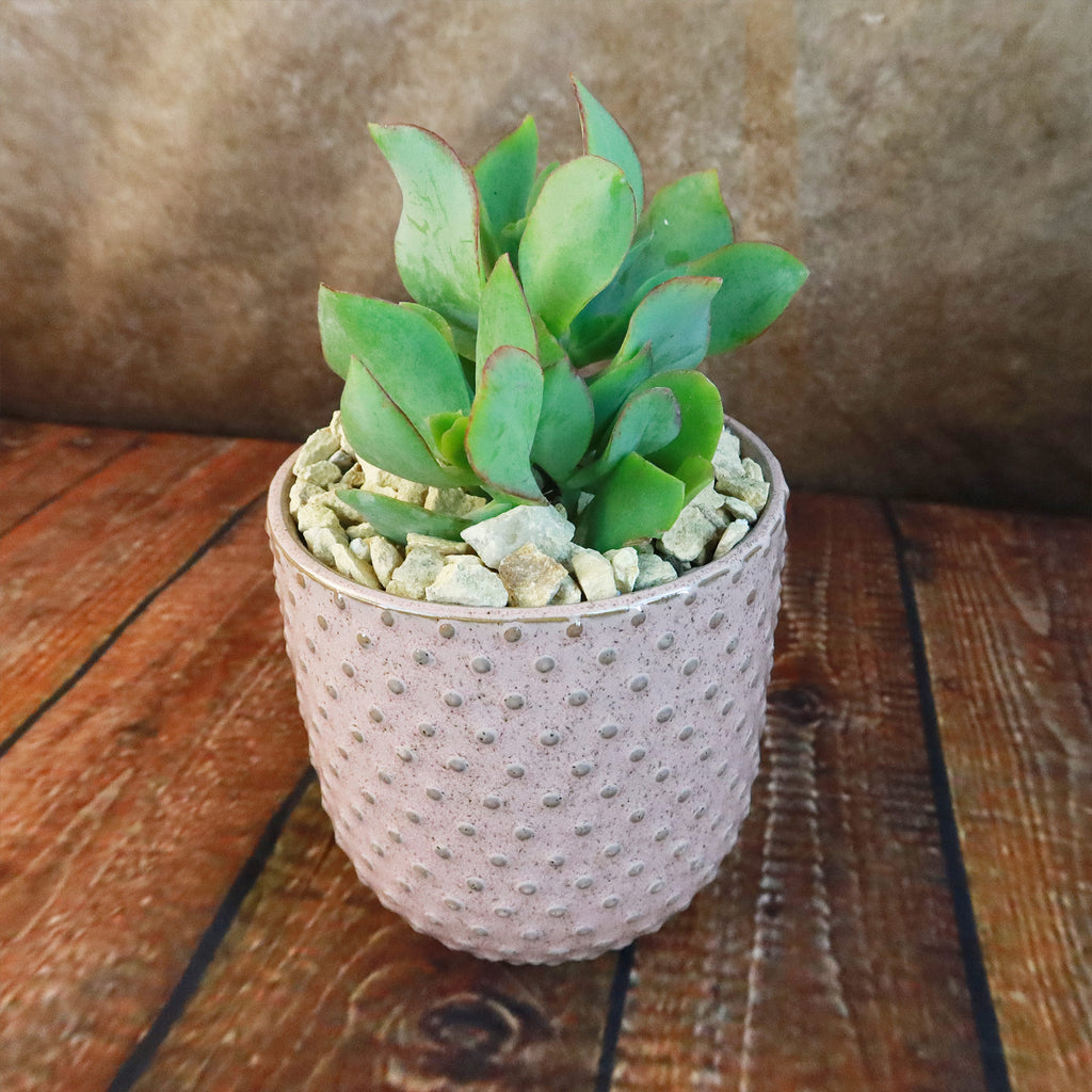 Gift Pink Ceramic Pot w/ Cactus or Succulent