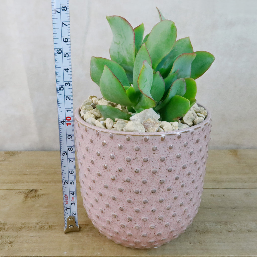 Gift Pink Ceramic Pot w/ Cactus or Succulent