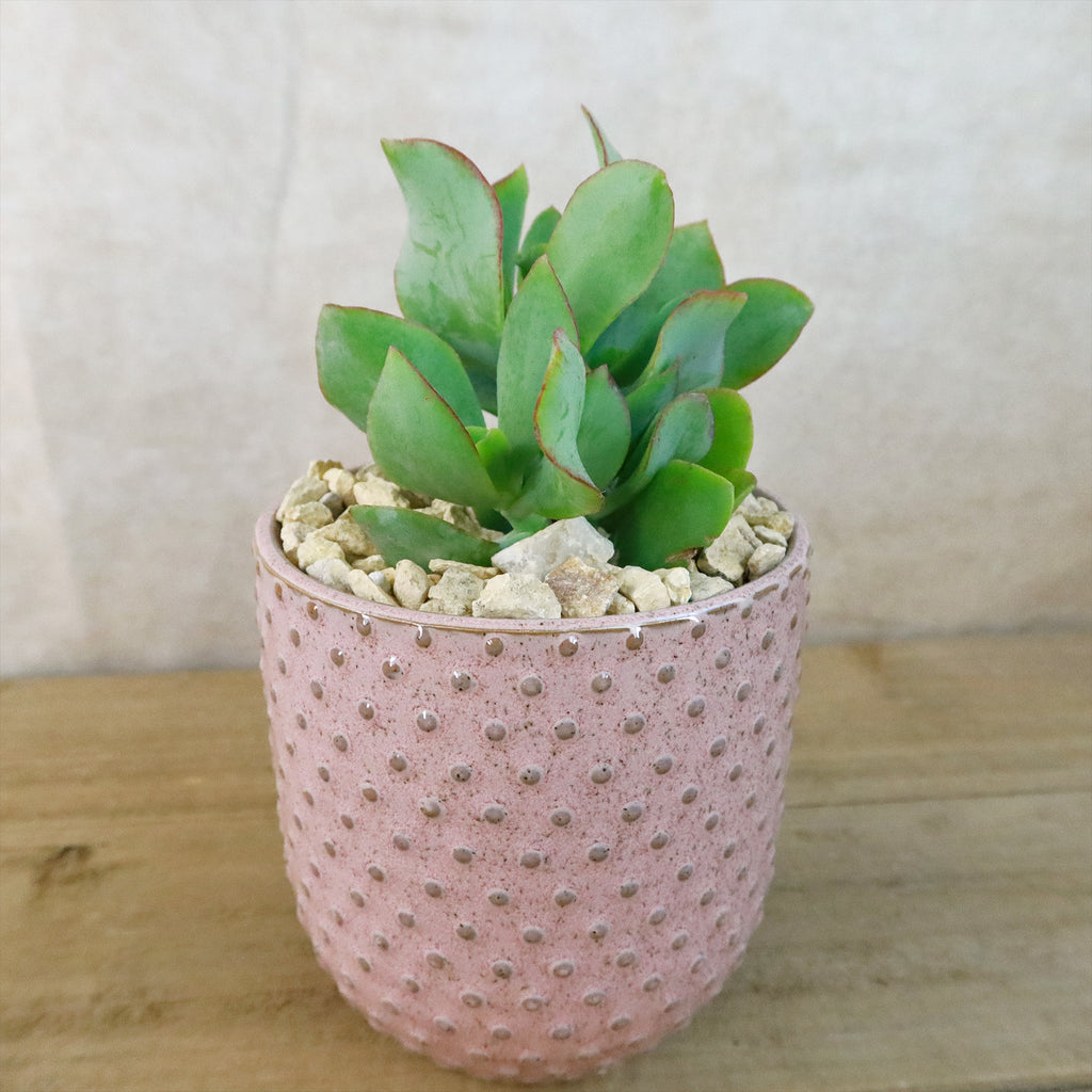 Gift Pink Ceramic Pot w/ Cactus or Succulent