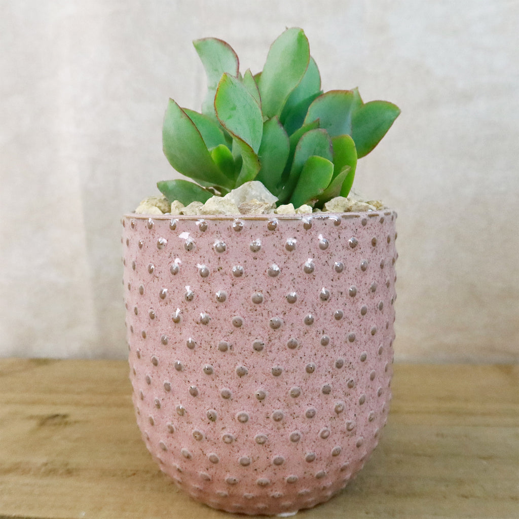 Gift Pink Ceramic Pot w/ Cactus or Succulent