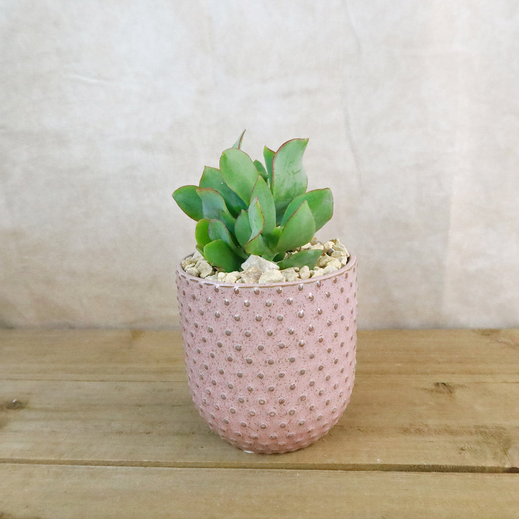 Gift Pink Ceramic Pot w/ Cactus or Succulent
