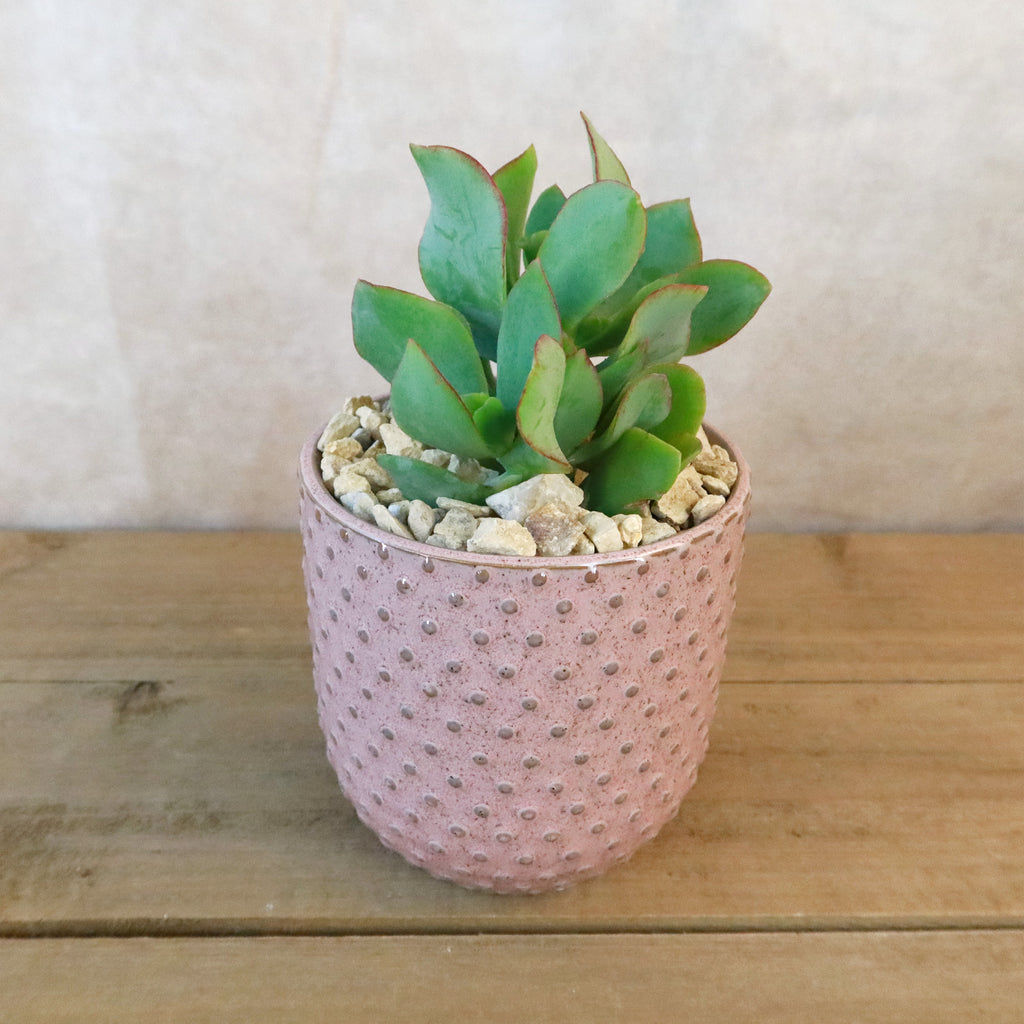 Gift Pink Ceramic Pot w/ Cactus or Succulent