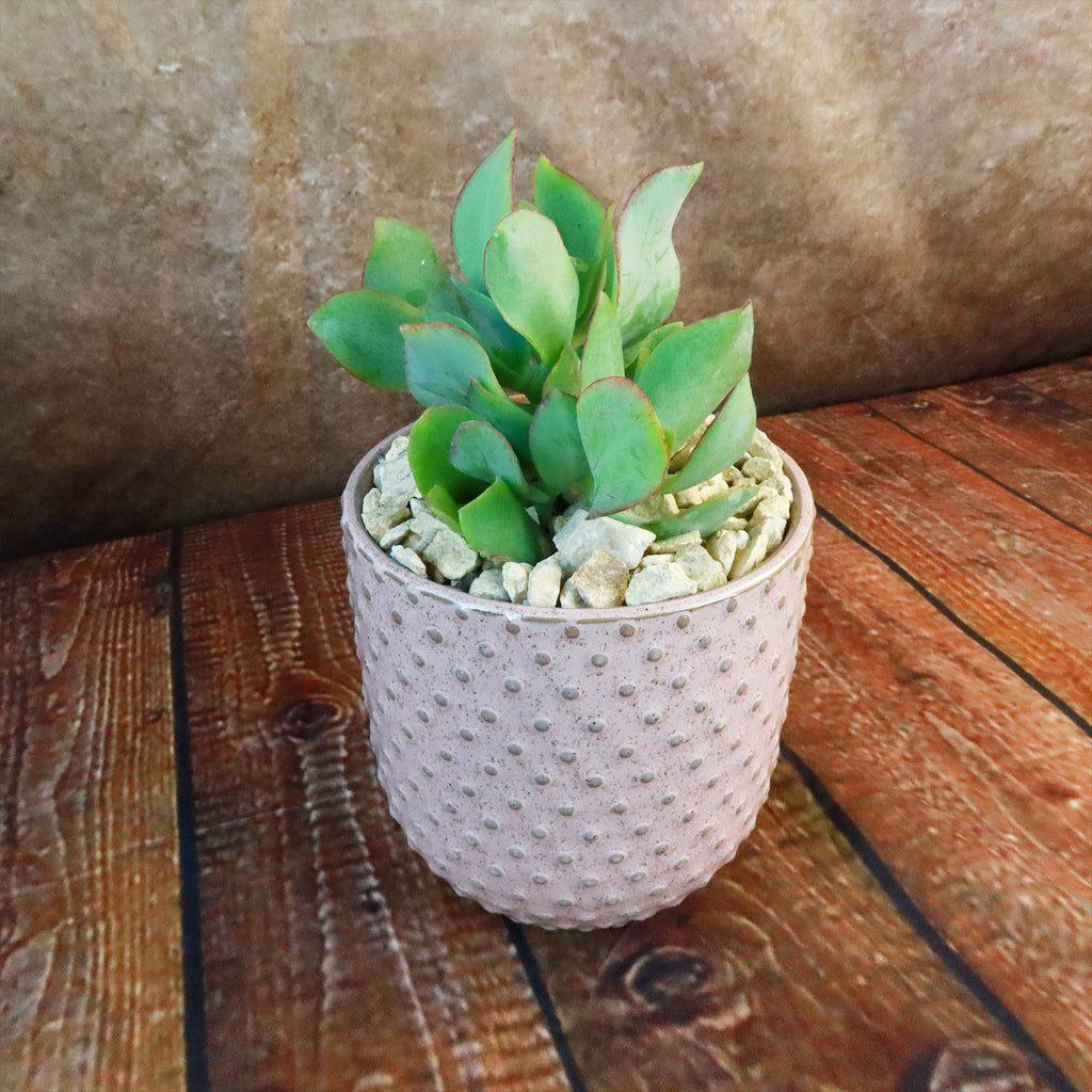 Gift Pink Ceramic Pot w/ Cactus or Succulent
