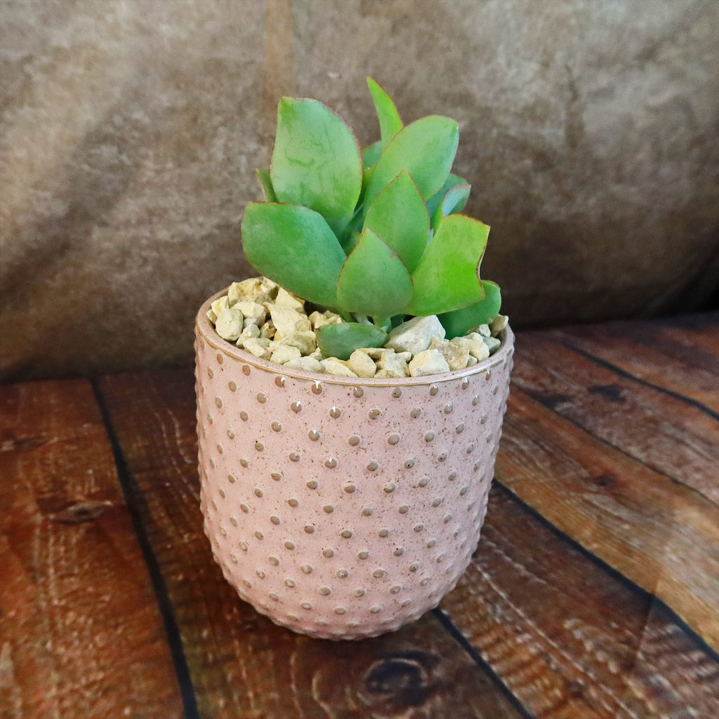 Gift Pink Ceramic Pot w/ Cactus or Succulent