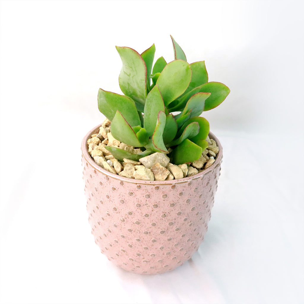 Gift Pink Ceramic Pot w/ Cactus or Succulent