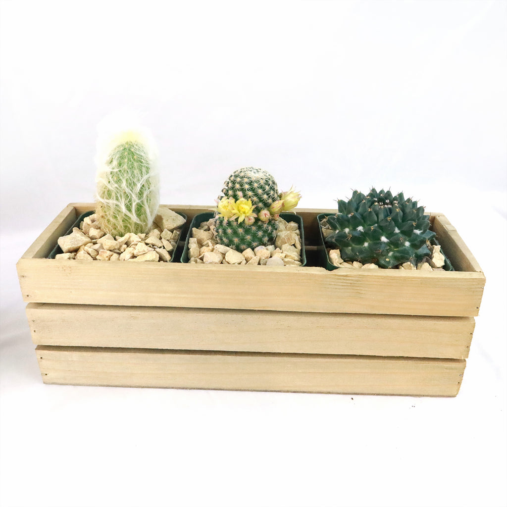 Gift Rustic Wood Crate w/ Cactus or Succulents