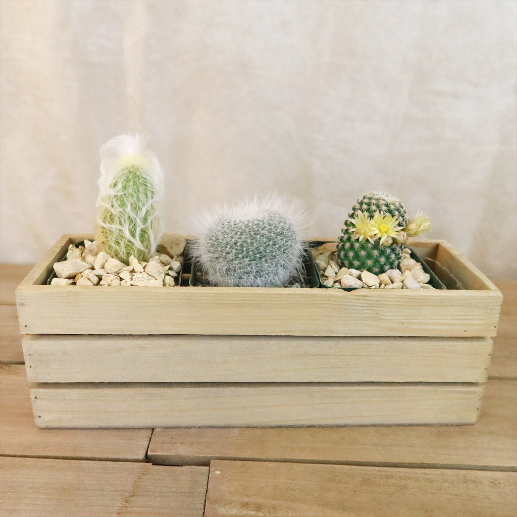 Gift Rustic Wood Crate w/ Cactus or Succulents