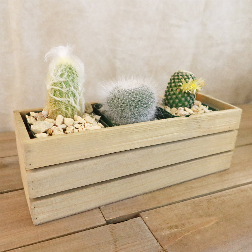 Gift Rustic Wood Crate w/ Cactus or Succulents