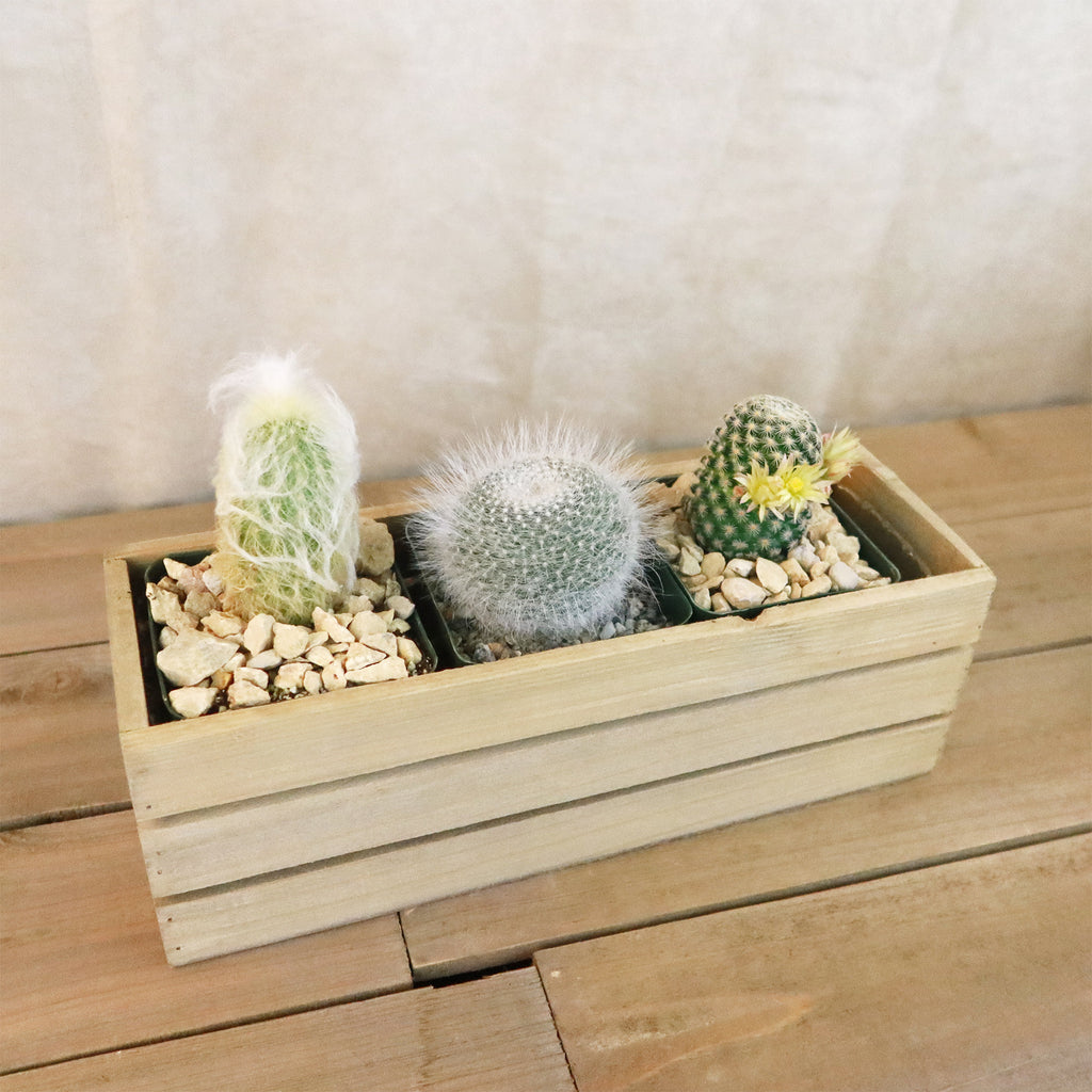 Gift Rustic Wood Crate w/ Cactus or Succulents