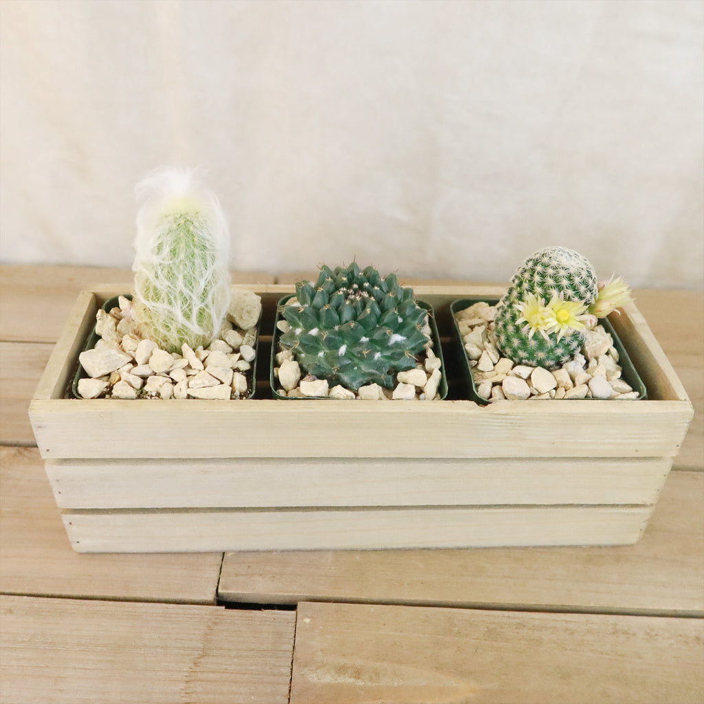 Gift Rustic Wood Crate w/ Cactus or Succulents