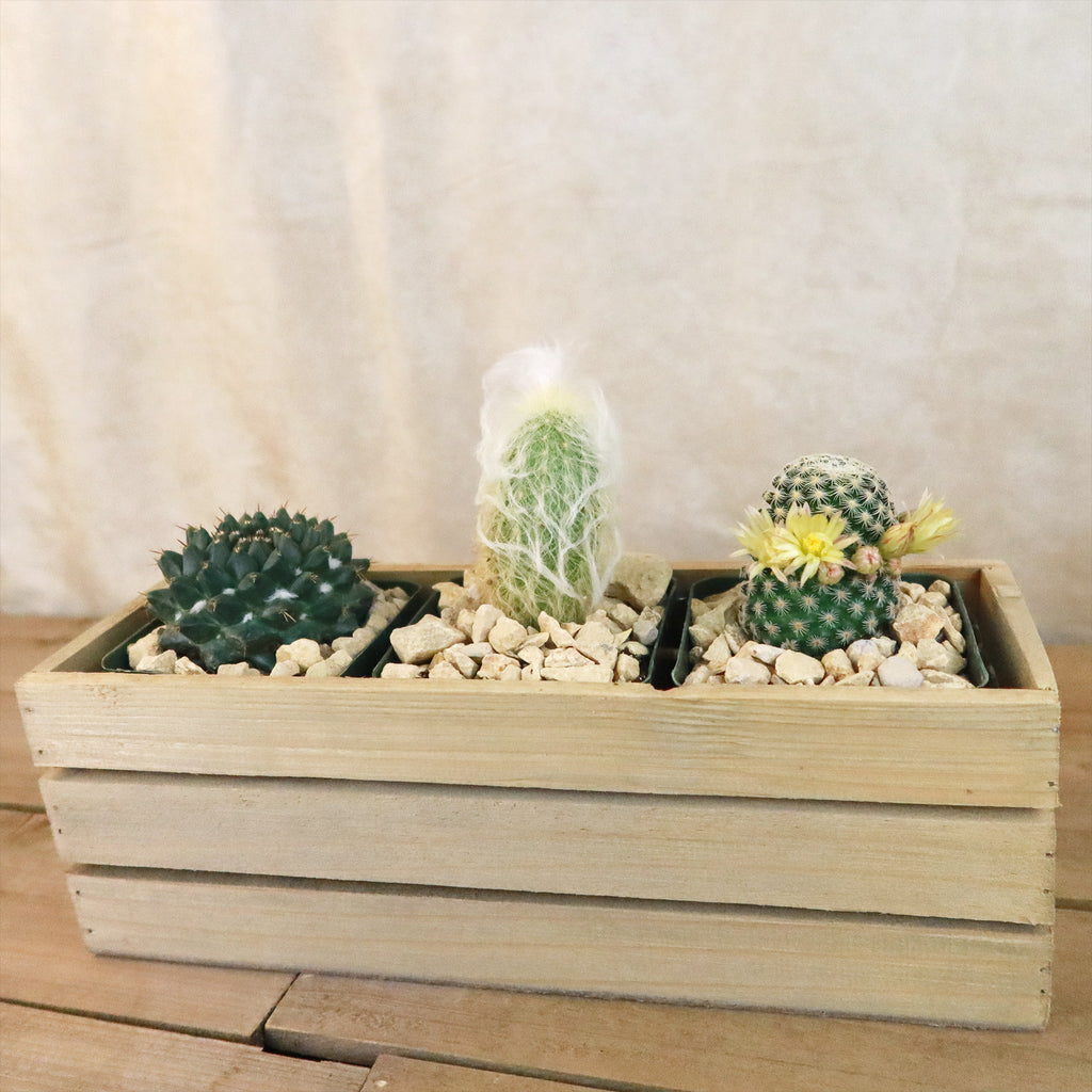 Gift Rustic Wood Crate w/ Cactus or Succulents