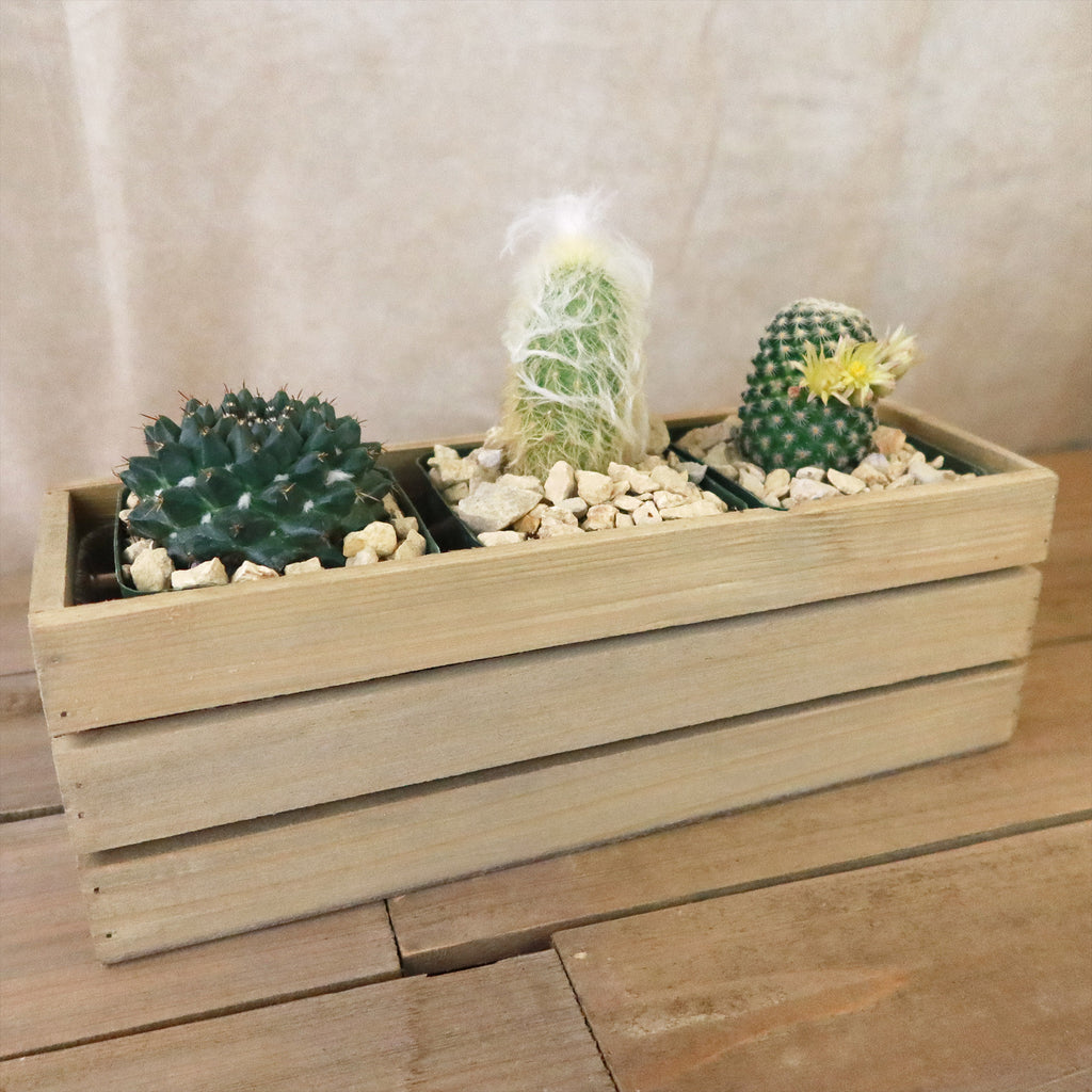 Gift Rustic Wood Crate w/ Cactus or Succulents