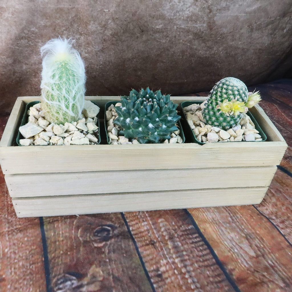 Gift Rustic Wood Crate w/ Cactus or Succulents