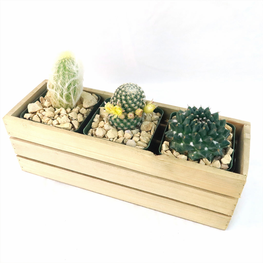 Gift Rustic Wood Crate w/ Cactus or Succulents