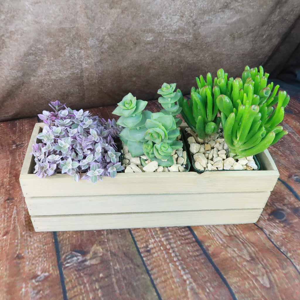 Gift Rustic Wood Crate w/ Cactus or Succulents