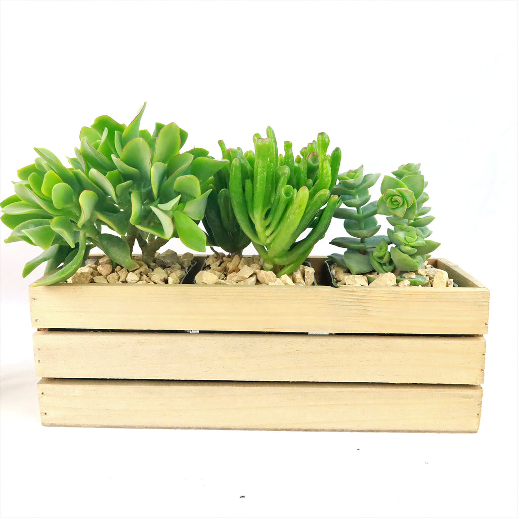 Gift Rustic Wood Crate w/ Cactus or Succulents