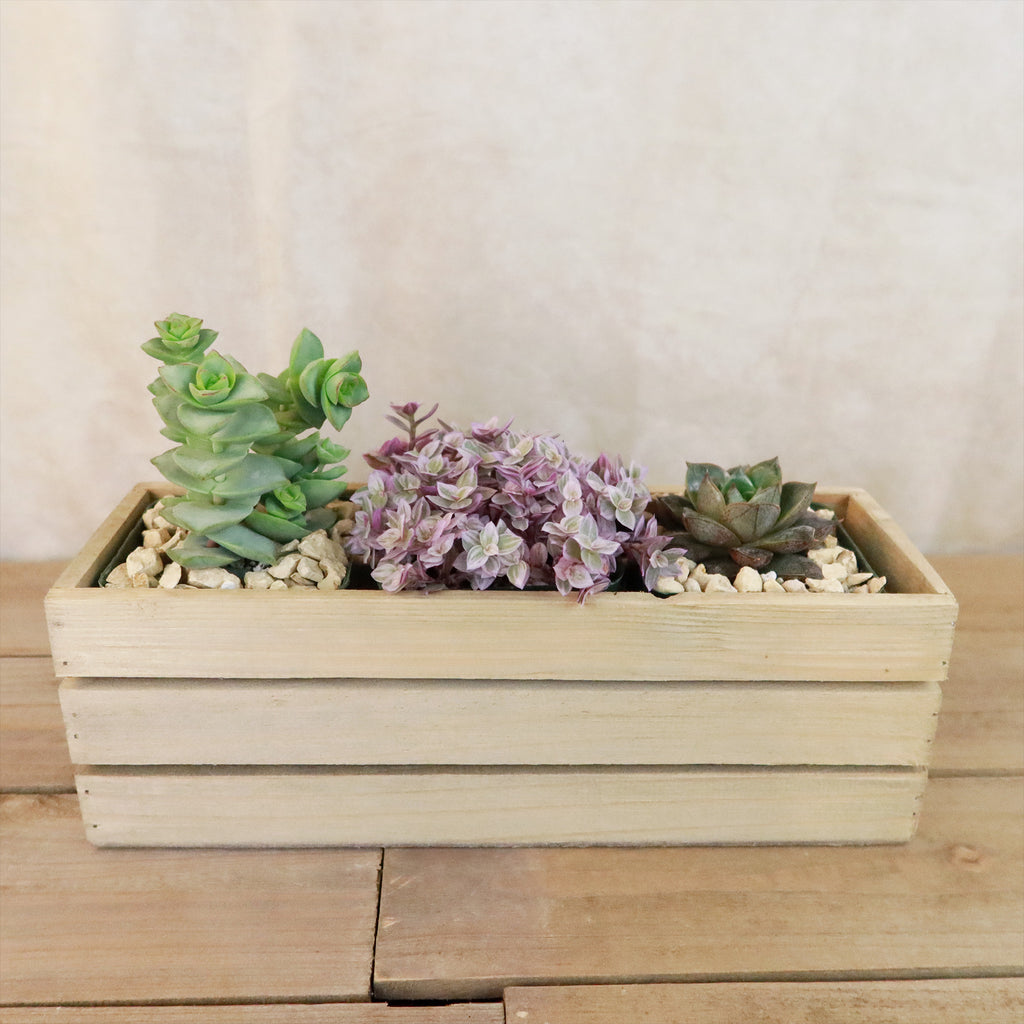 Gift Rustic Wood Crate w/ Cactus or Succulents